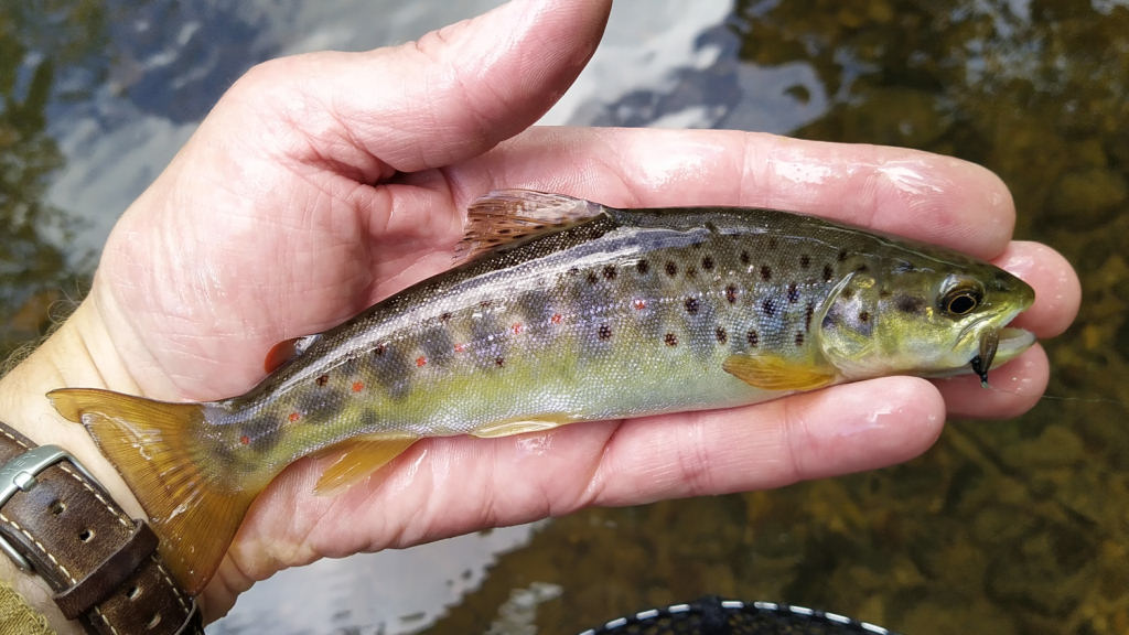 Photo of a nice little trout